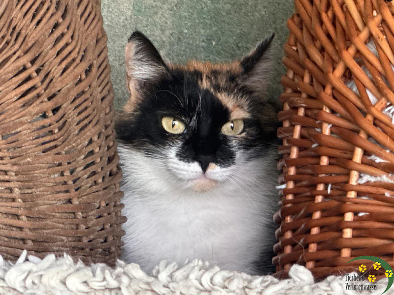 katze maja dreifarbig 1
