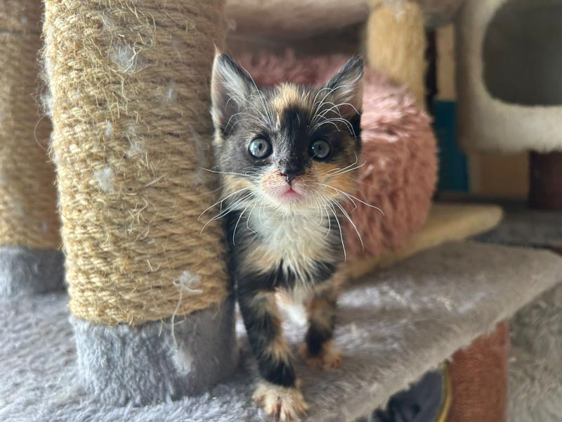 So niedliche Katzenbabies