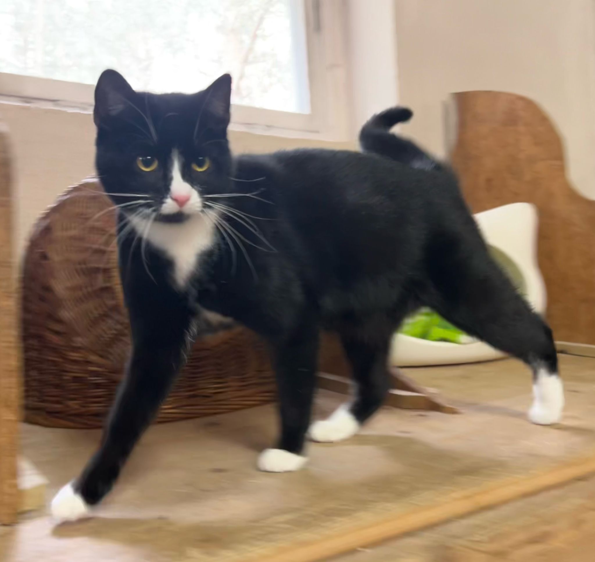 laura katze aus dem tierheim 1