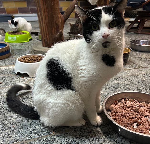 karlchen katze tierheim brandenburg