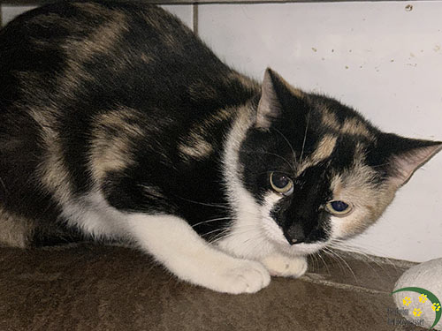 katze elsa aus dem Tierheim