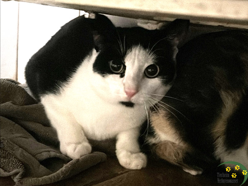 katze olaf
