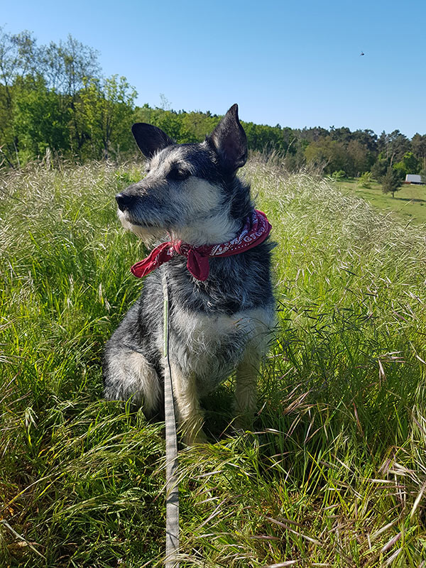 hund gufi