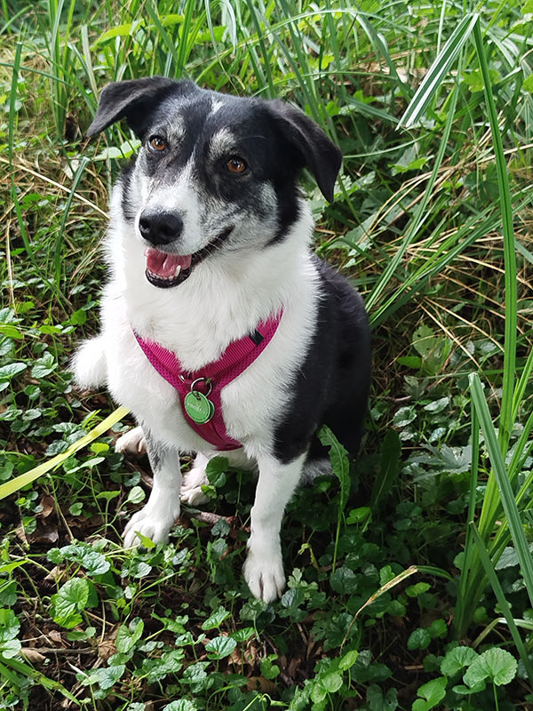Ronja, erfolgreich vermittelter Hund aus Tierheim