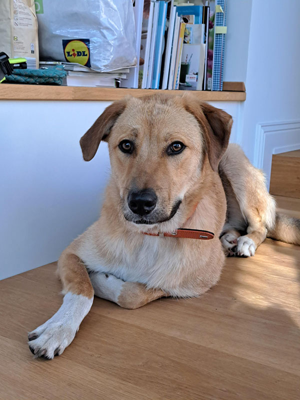 Adoptierter Hund aus dem Tierheim: Emilio