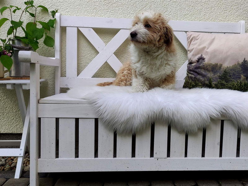 henni vermittelt hund aus dem tierheim bad belzig