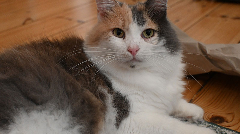 katze lavazza aus dem tierheim