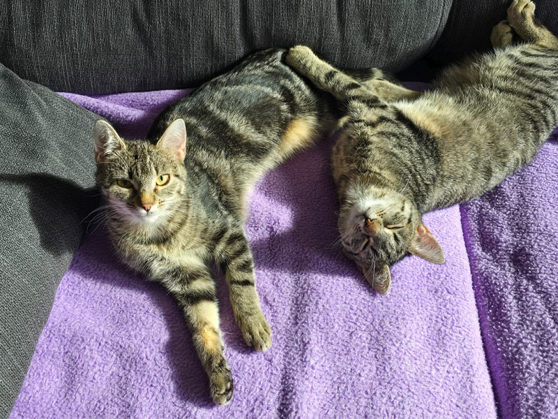 Katzen aus dem Tierheim Brandenburg