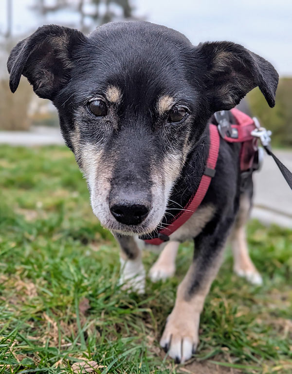 Tabatha, geliebter Hund aus dem Tierheim