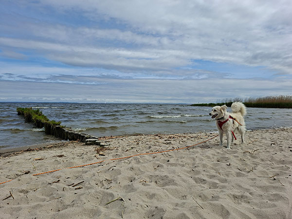 Glücklich vermittelte Bommel