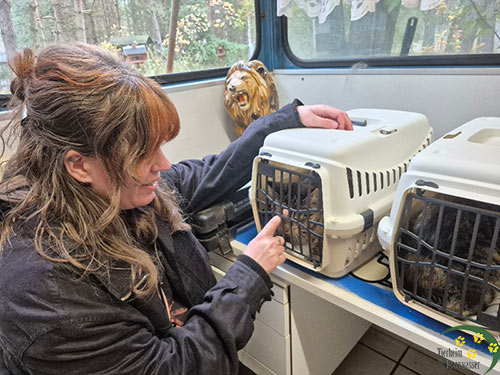 colina clarc - zwei Katzen aus dem Tierheim Verlorenwasser, erfolgreich vermittelt