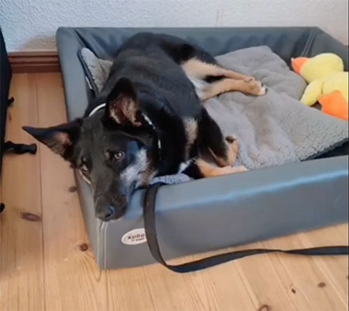 Hund Nessy, glücklich vermittelt