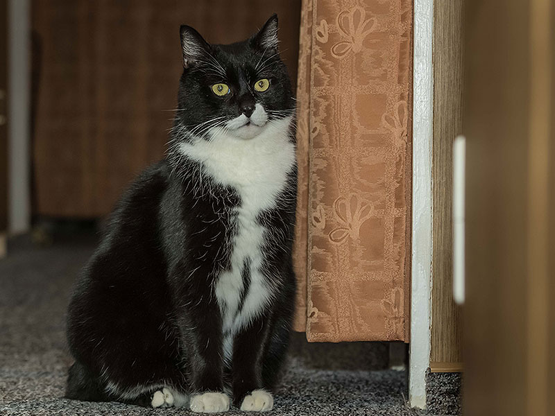 sternenkind schmittchen