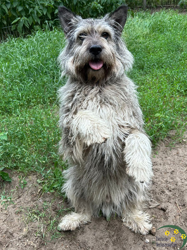 hund chili im Tierheim Brandenburg