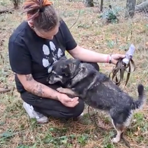 czika - Hund aus dem Tierheim