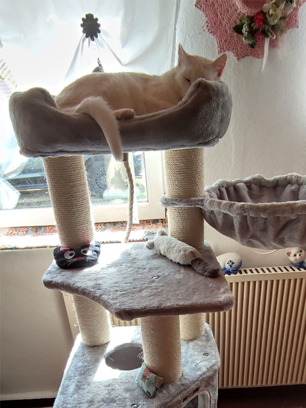 katze snow aus dem tierheim