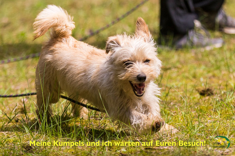 Tierheim Verlorenwasser