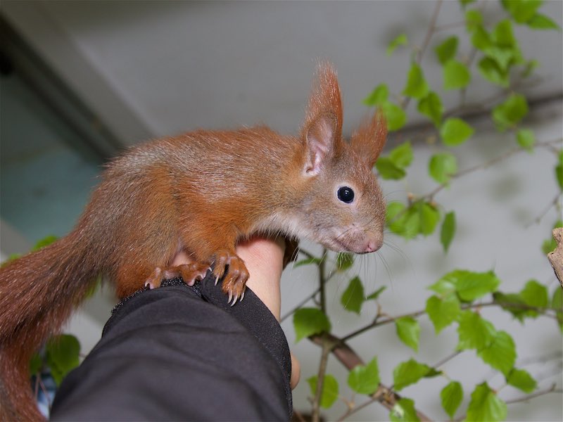 Eines unserer Eichhörnchen