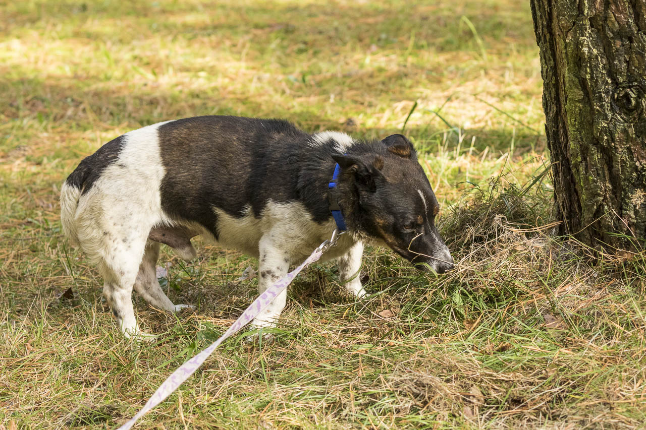 Tierheim Verlorenwasser Ein Hund in zwei Ausführungen