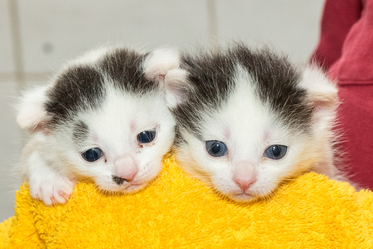Katzenkinder