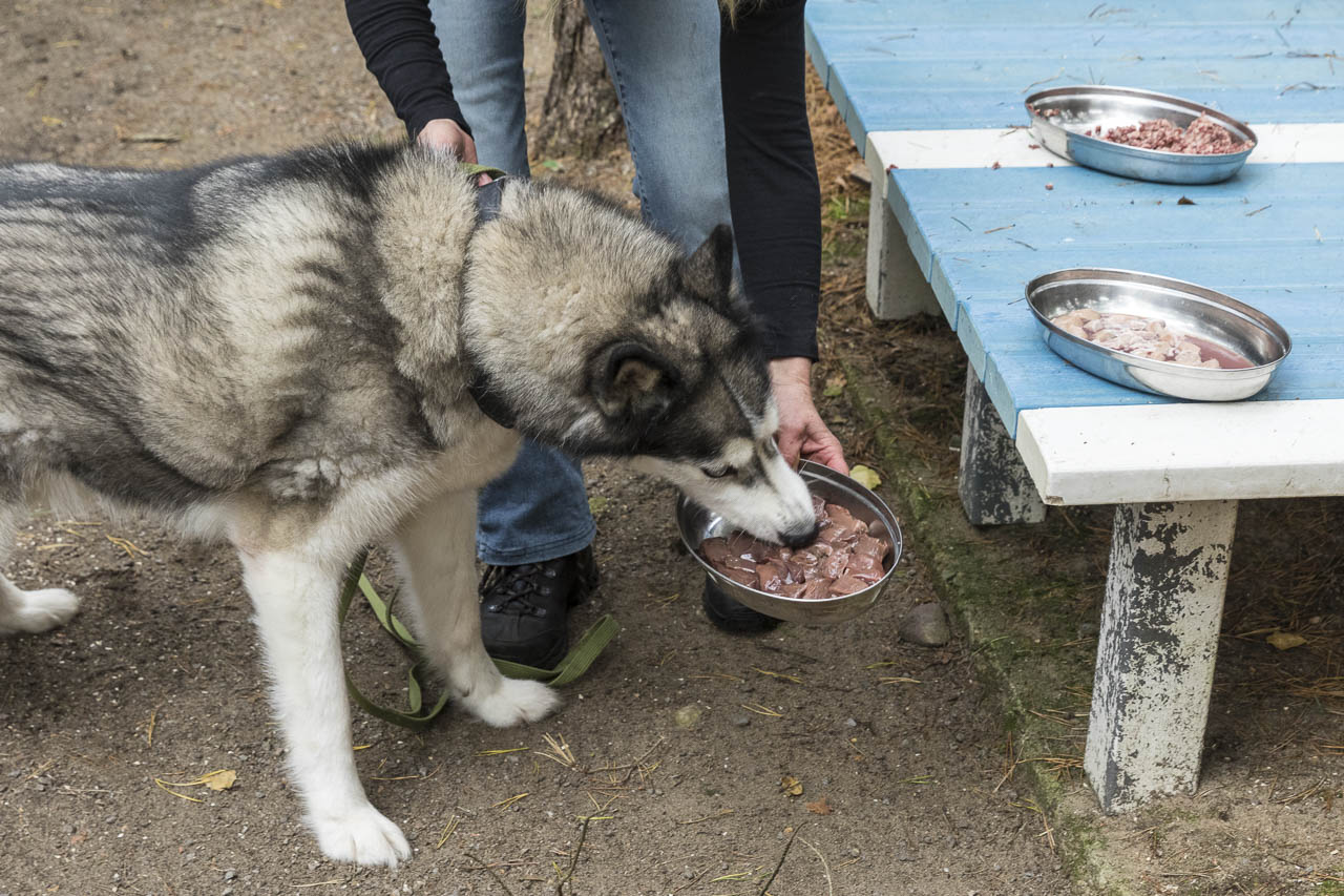 Fütterung der Tiere