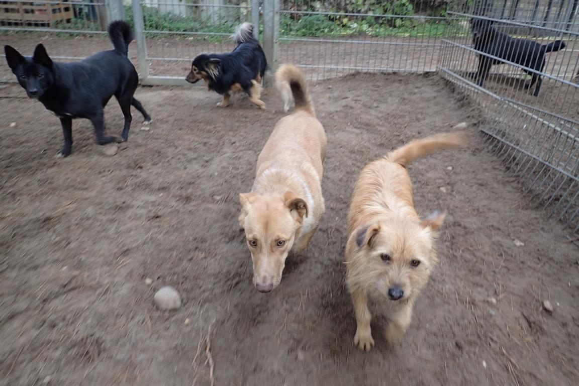 Tosca, Vroni, Keith und Spark