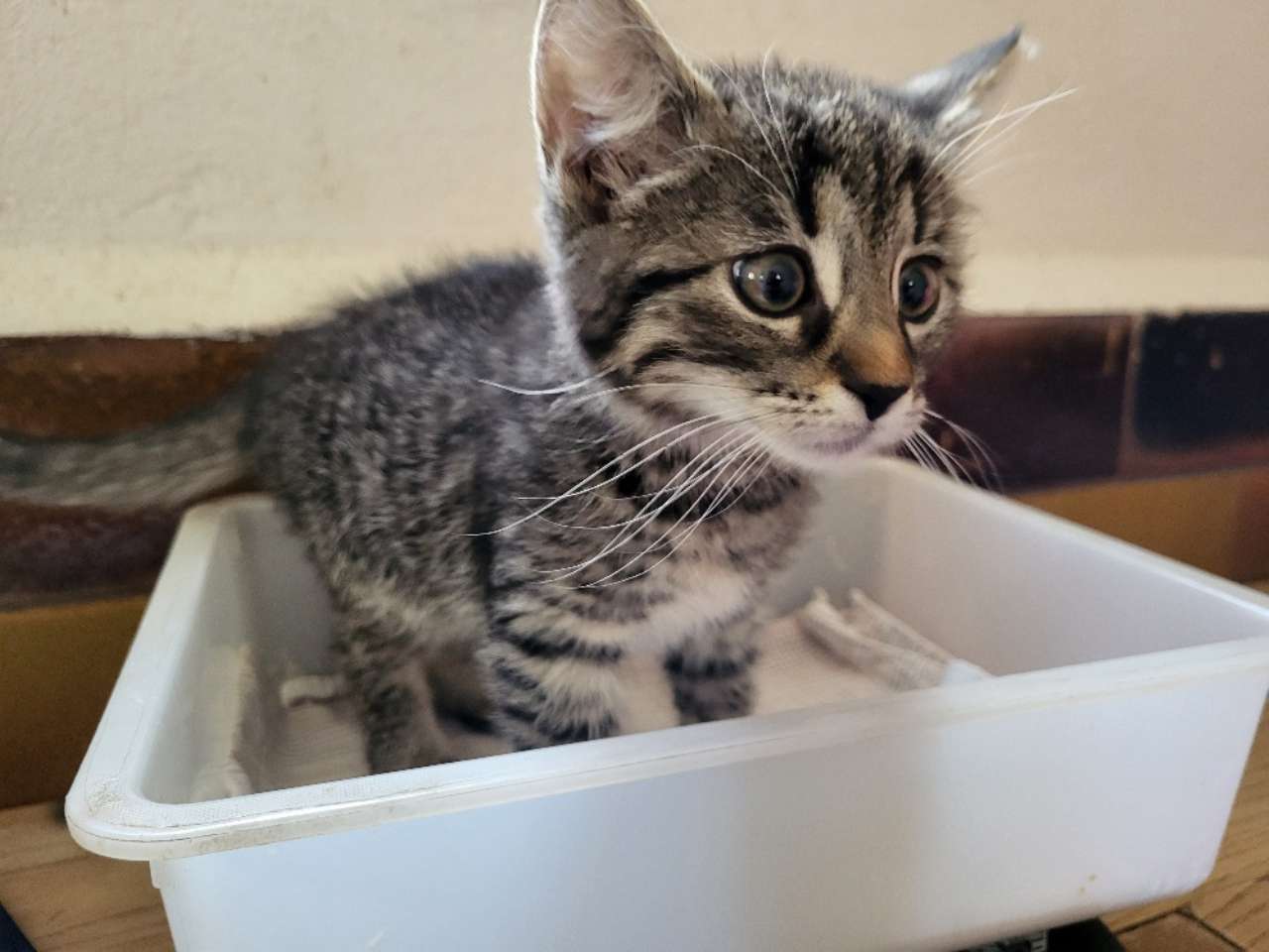 Unsere Kitten danken für die Kittenmilch