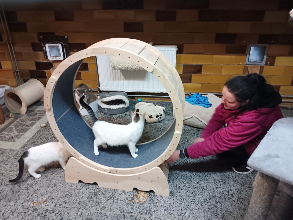 spenden ans tierheim fuer Katzen