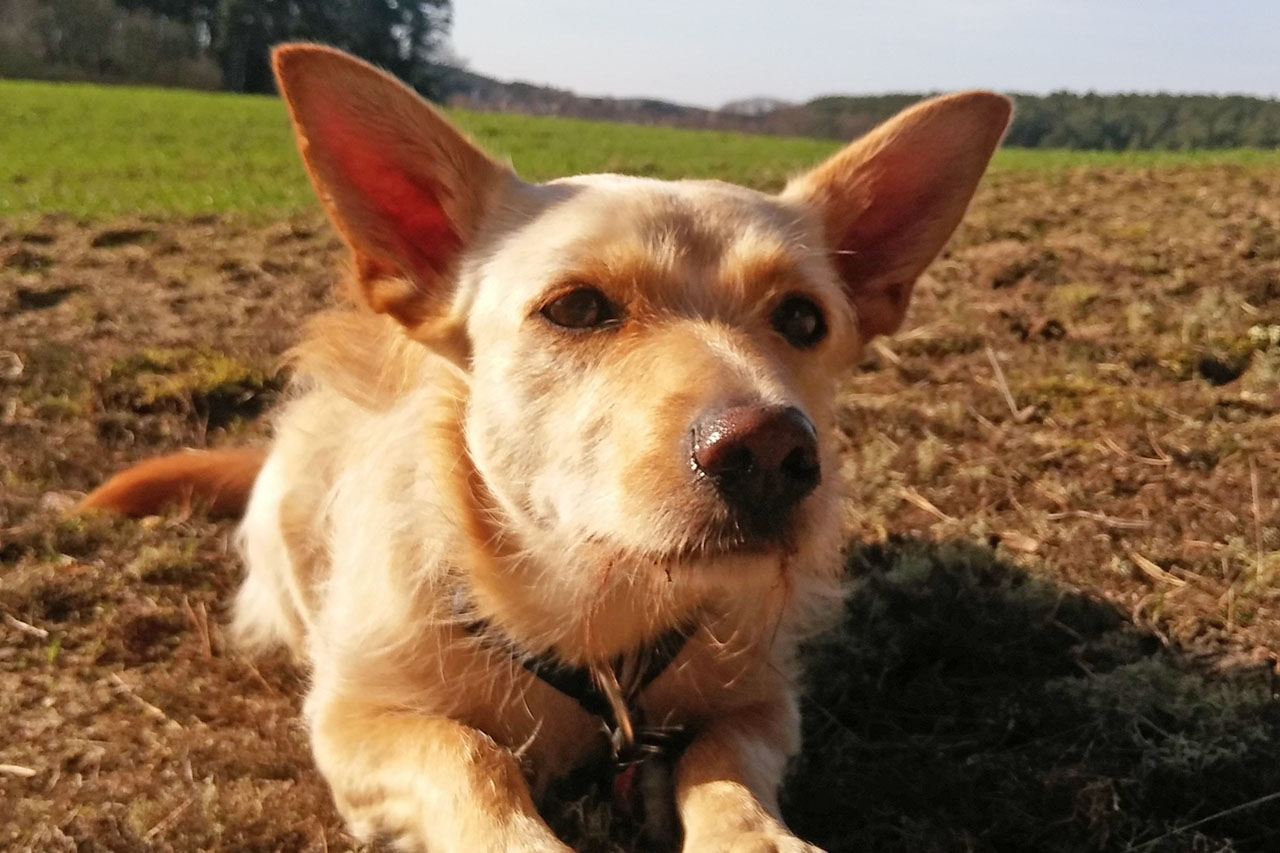 Kaya