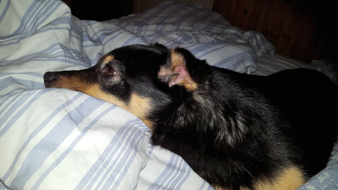 Maja, ehemals Dolly