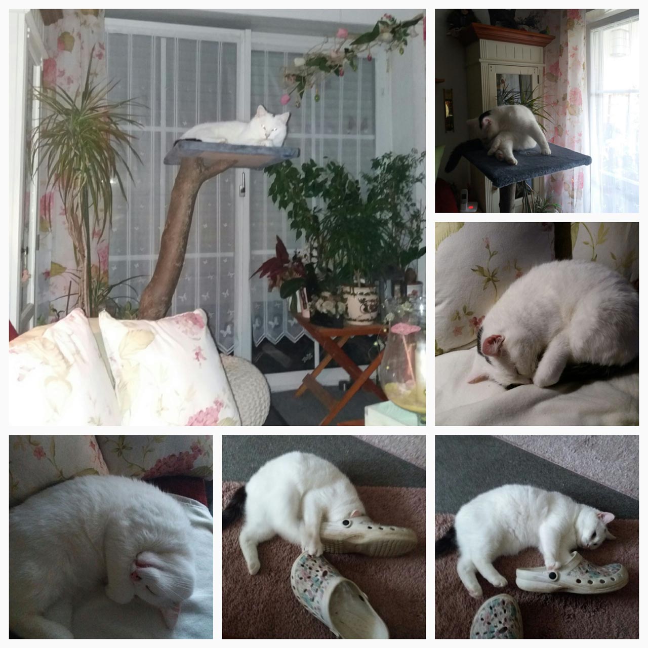 Mausi