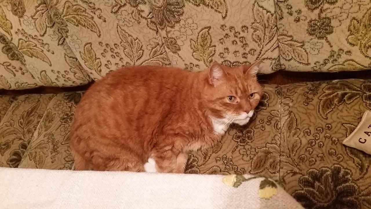 Rambo