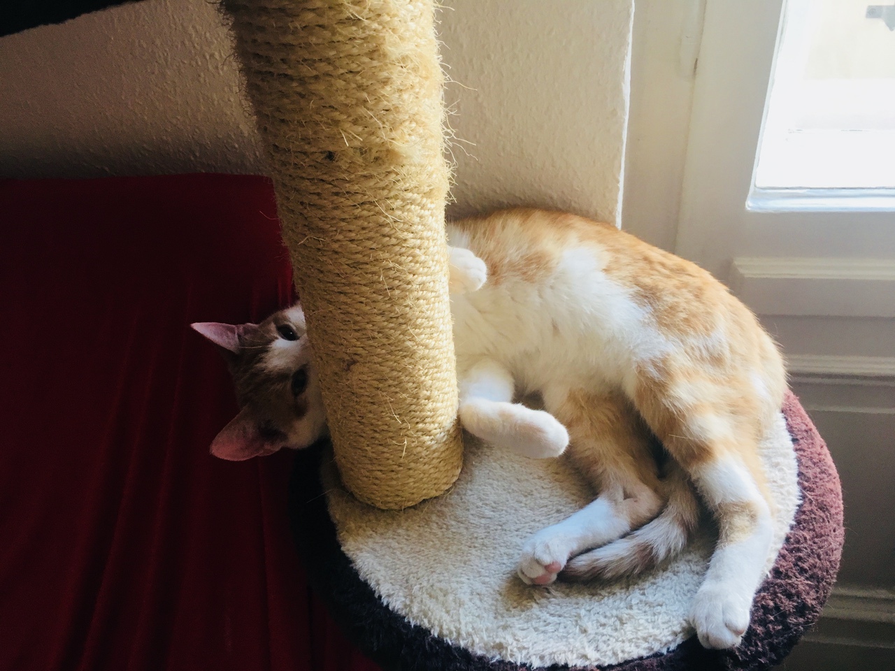 Kater Stefan