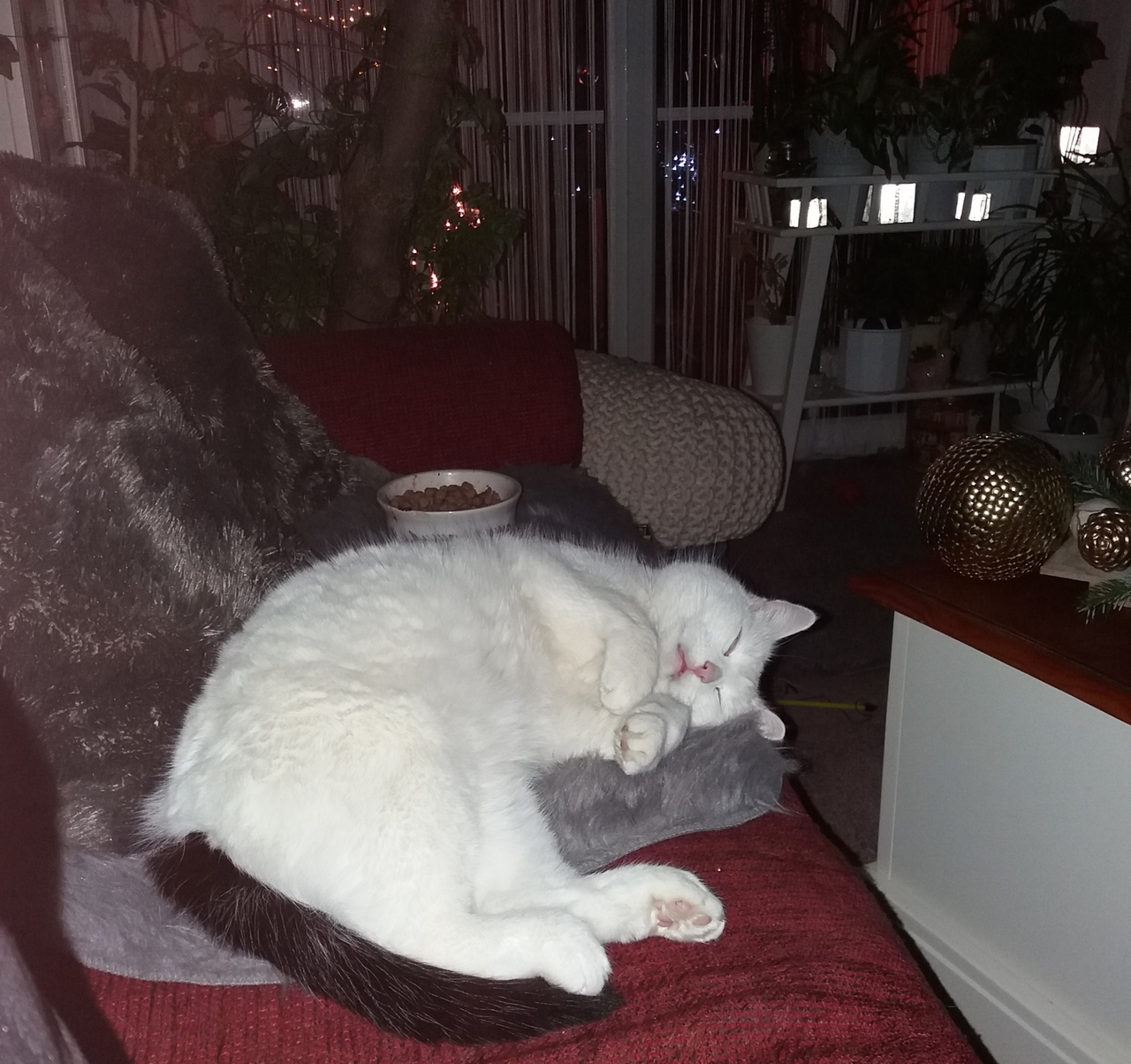 Mausi