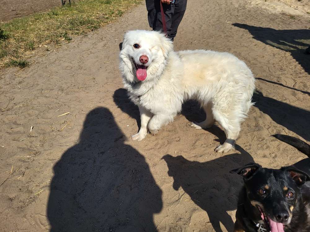 Knut