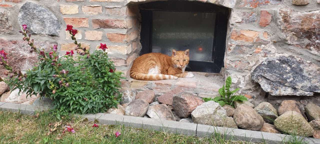 Meggi