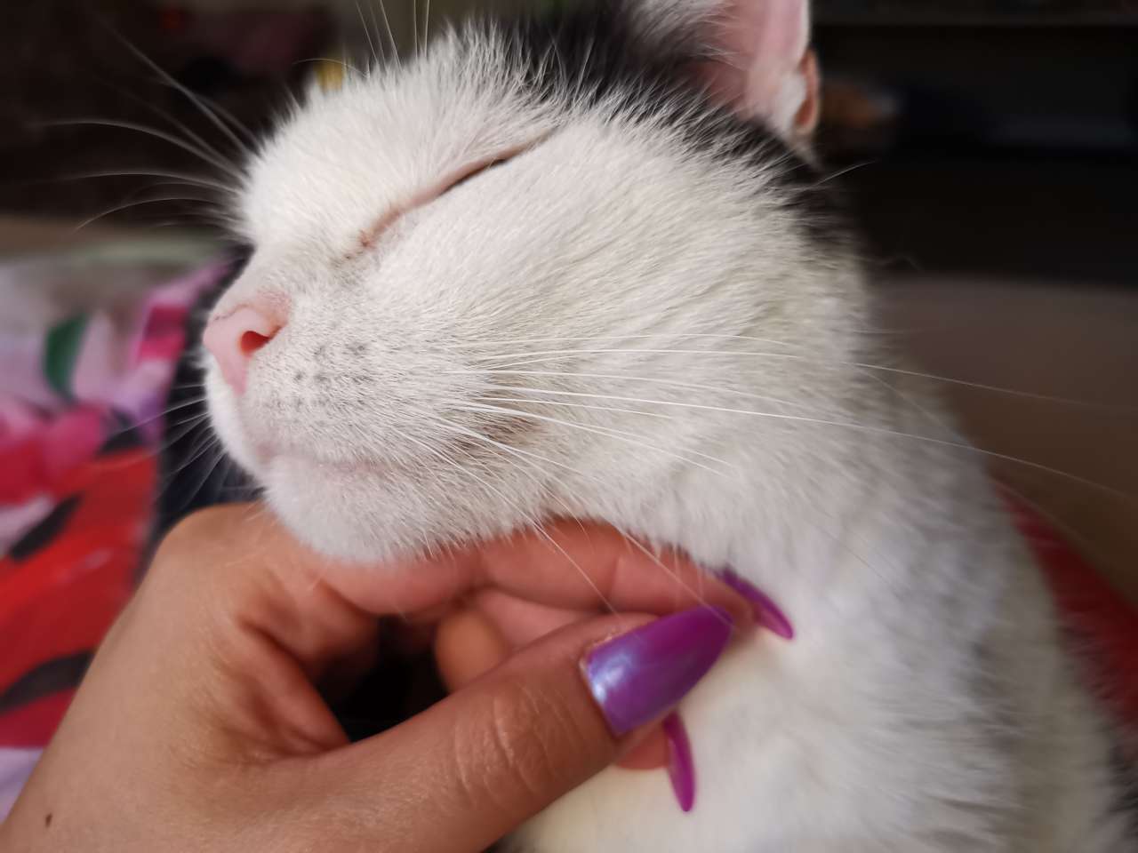 Minou