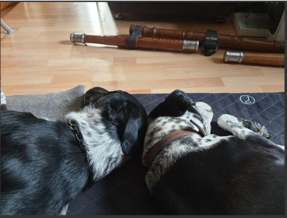 Mojo