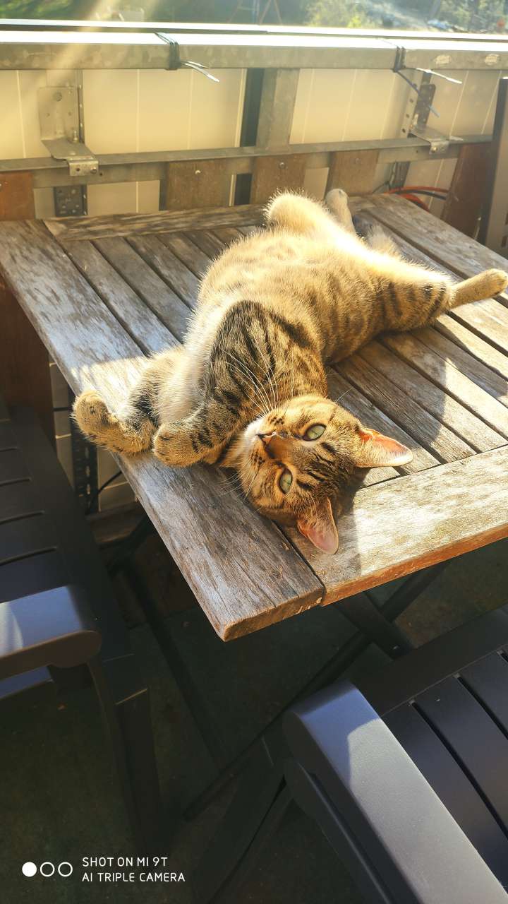 Lelu
