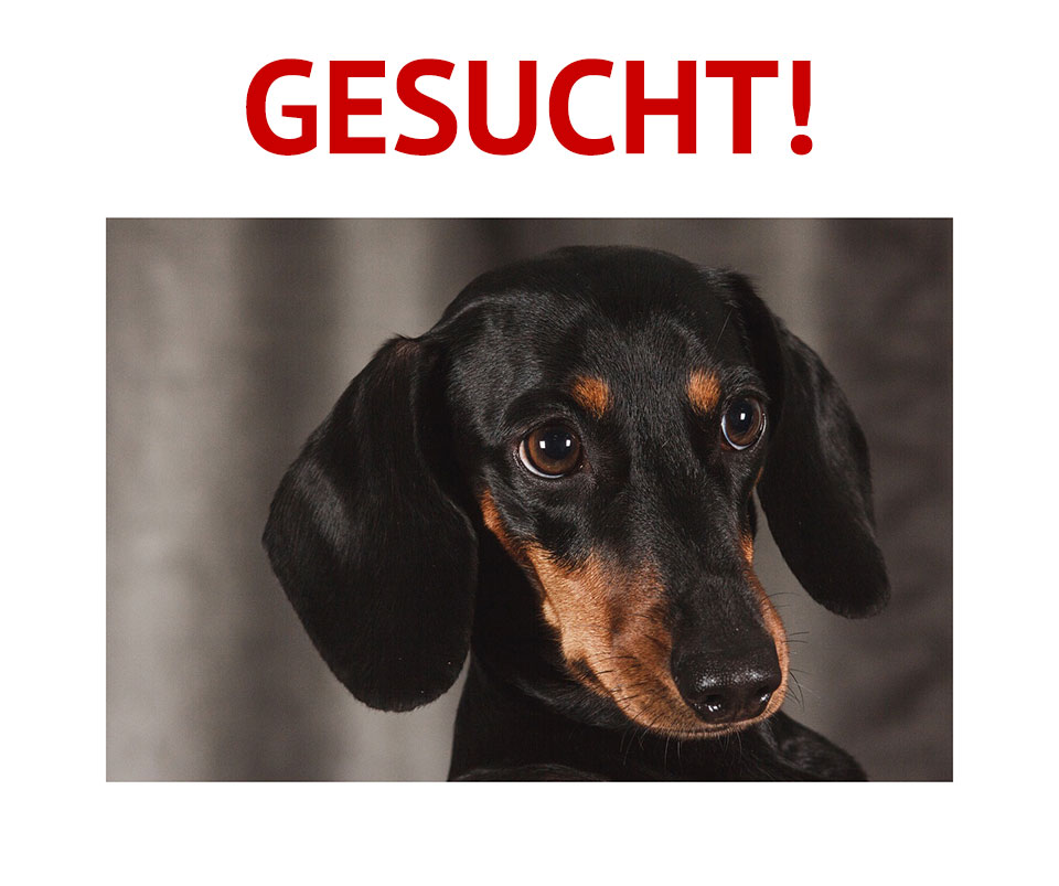 Frau sucht Hund