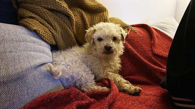 torsten hund aus dem tierheim brandenburg