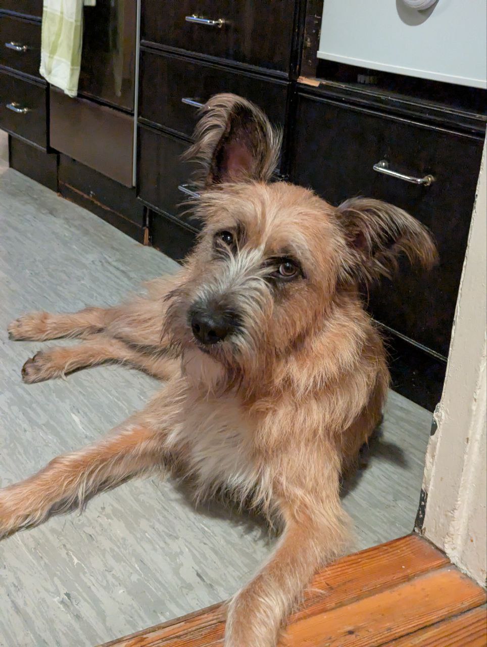 wilma - Tierheim Brandenburg, nahe Berlin