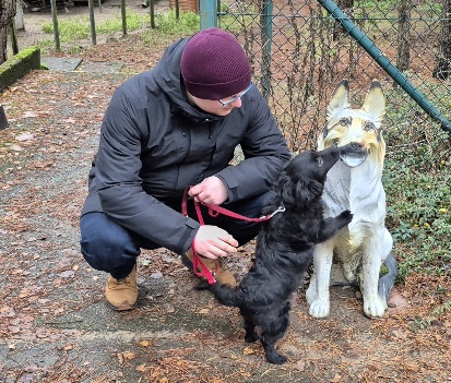 tierheim hund enrico 4