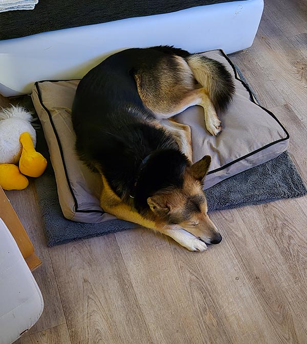 hund aus tierheim brandenburg lyson 2