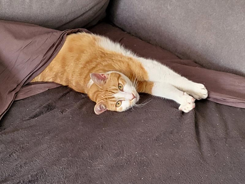 sternenkind katze lion aus dem Tierheim