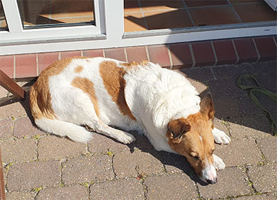 Tierheim Hund Torino