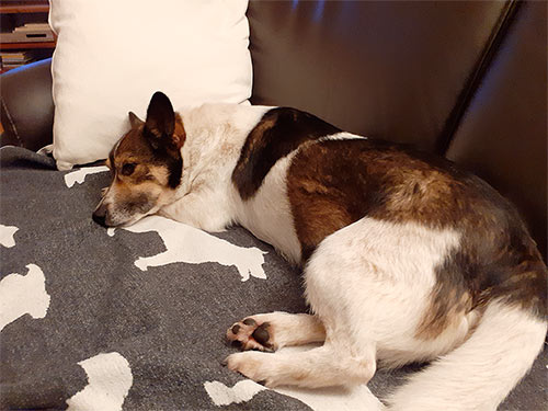 hund aus tierheim frieda