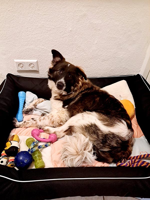 lucky - Hund aus dem Tierheim