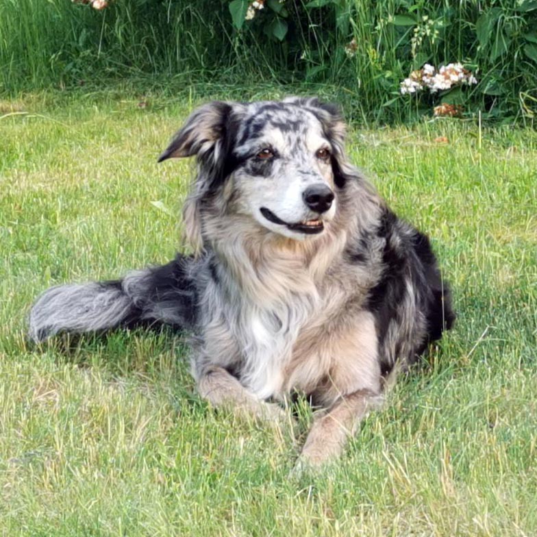 maus; Hund aus dem Tierheim