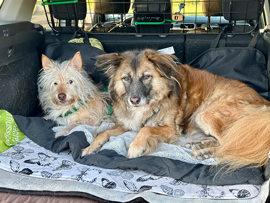 tierheim hunde lana gandalf 0